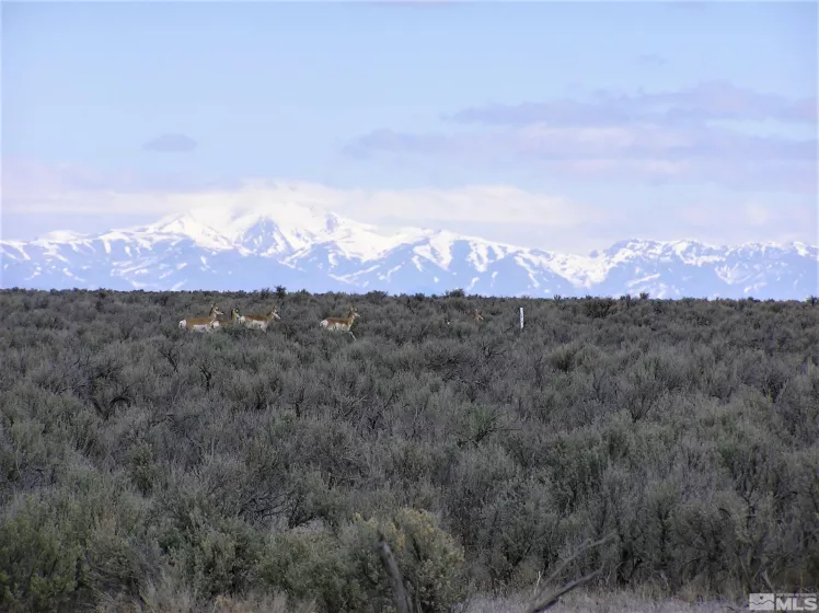 06068114 Near Dutch Flat, Winnemucca, Nevada 89445, ,Land,For Sale,Near Dutch Flat,240009280