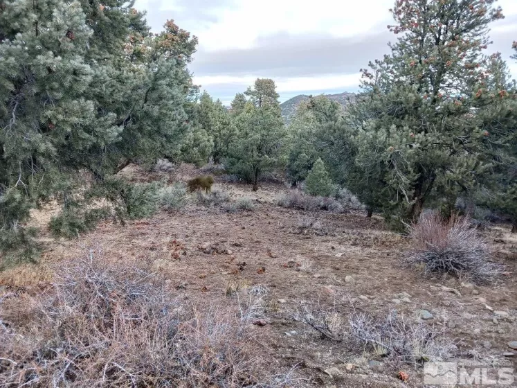 21330 Sazarac Rd, Reno, Nevada 89521, ,Land,For Sale,Sazarac Rd,250000007