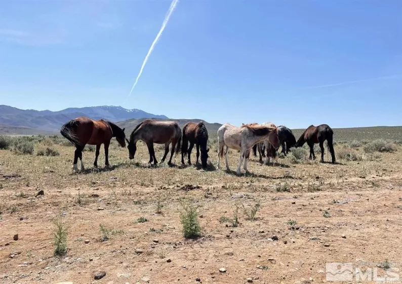 13035 Seminole Rd, Stagecoach, Nevada 89429, ,Land,For Sale,Seminole Rd,250000311