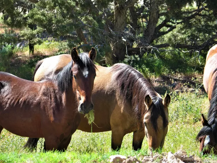 Sheridan Road, Reno, California 89521, ,Land,For Sale,Sheridan Road,240005527